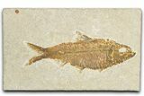 Detailed Fossil Fish (Knightia) - Wyoming #348054-1